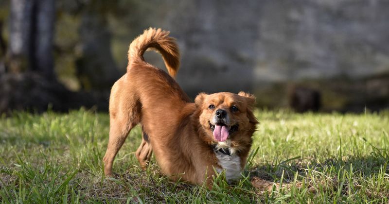 Cheerful Wagging Tail