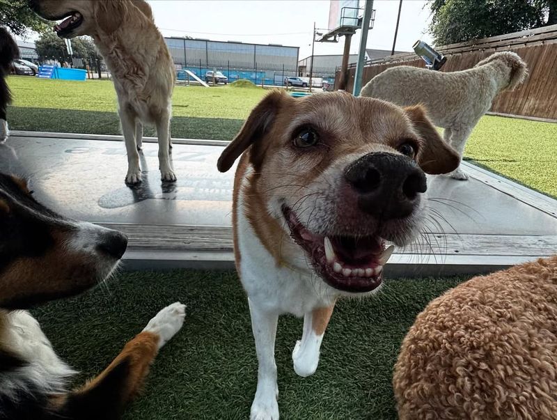 Joyful Barking
