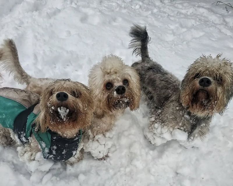 Dandie Dinmont Terrier