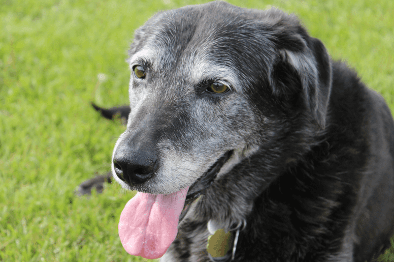 Greying Fur