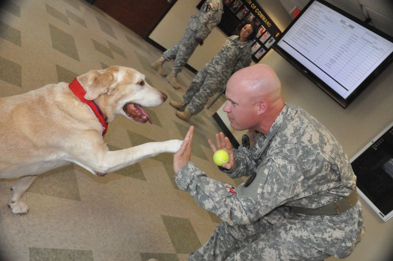 Gabe the Military Service Dog