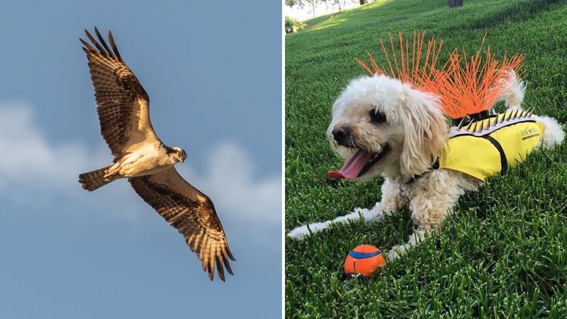 Birds of Prey