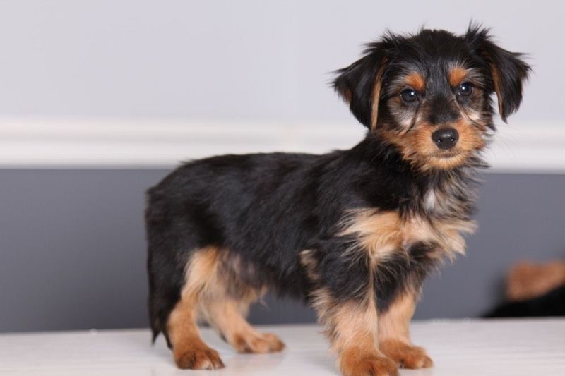 Dorkie (Yorkshire Dachshund)