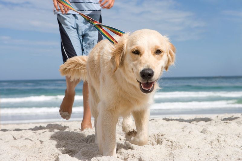 Beach Day Extravaganza