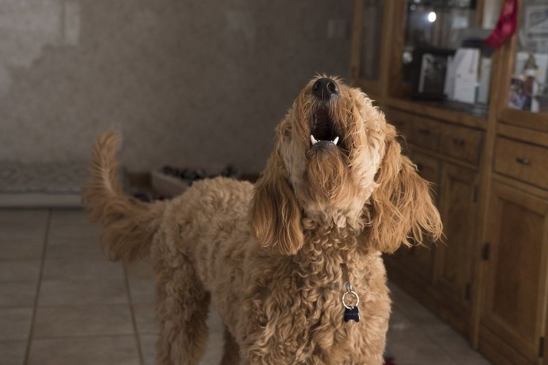 Barking Excessively