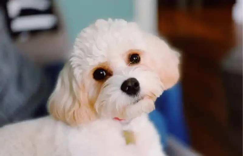 Cuddly Cavachon