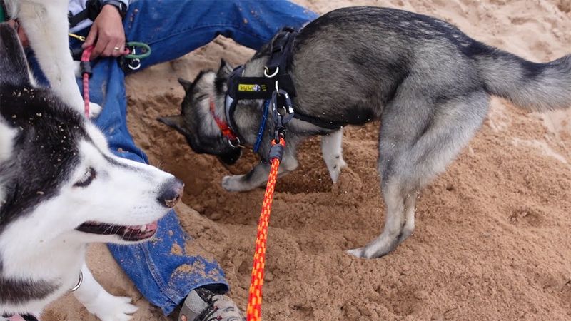 Artistic Digging