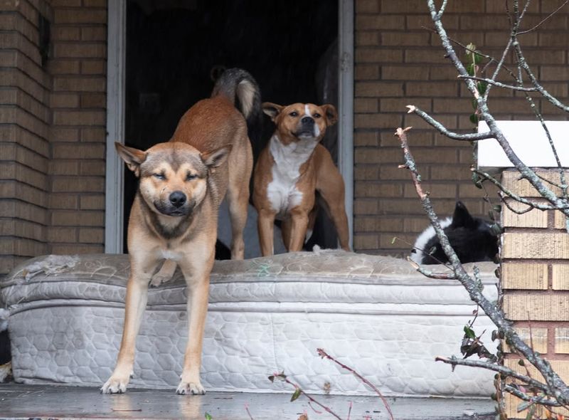 Nature's Alarm Clocks