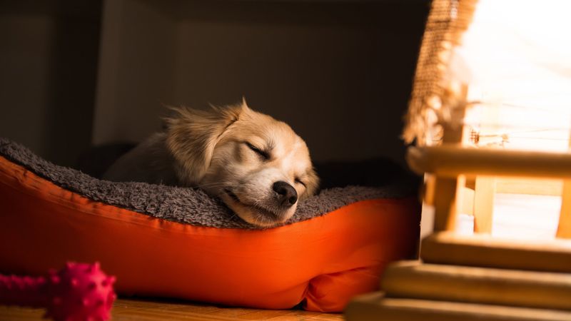 Sleep Patterns