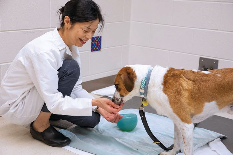 Veterinary Consultation