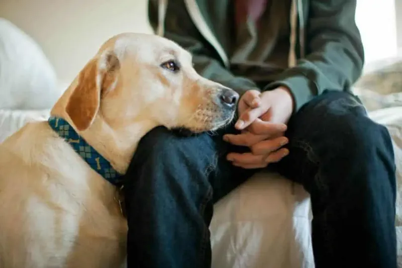 Understanding Canine Emotions