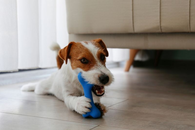 Safe and Engaging Toys