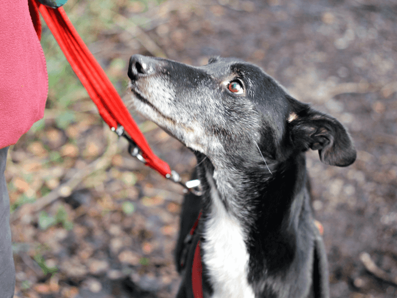 Comfortable Leash and Collar