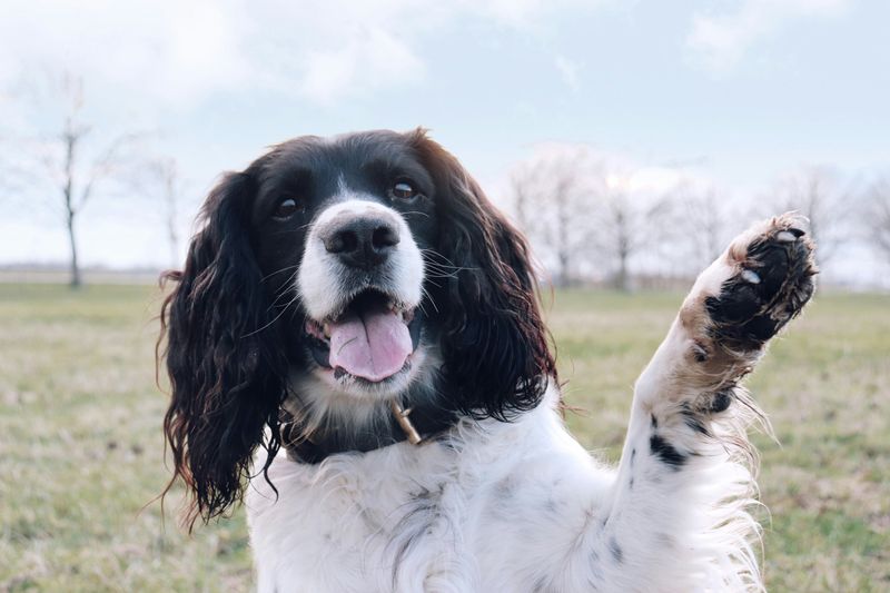 Understanding Canine Body Language