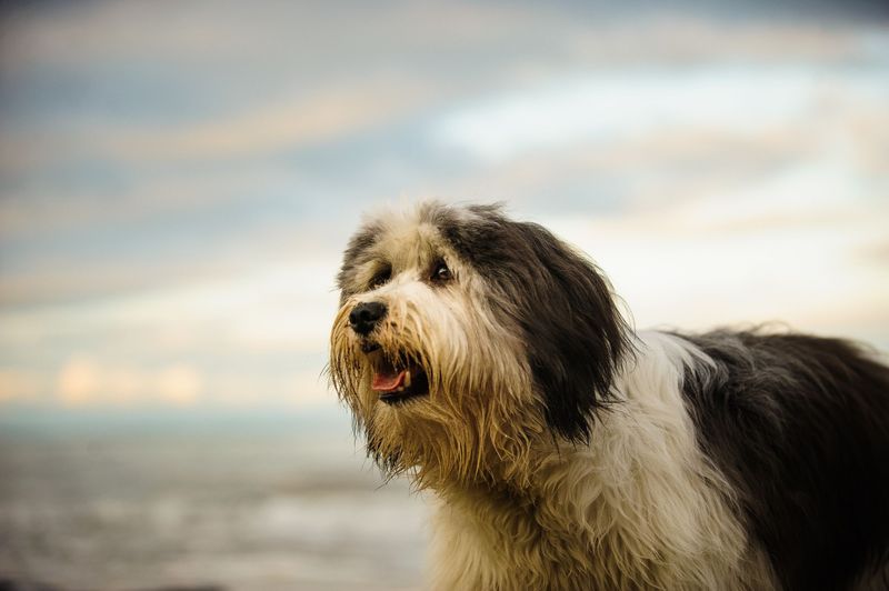 Polish Lowland Sheepdog