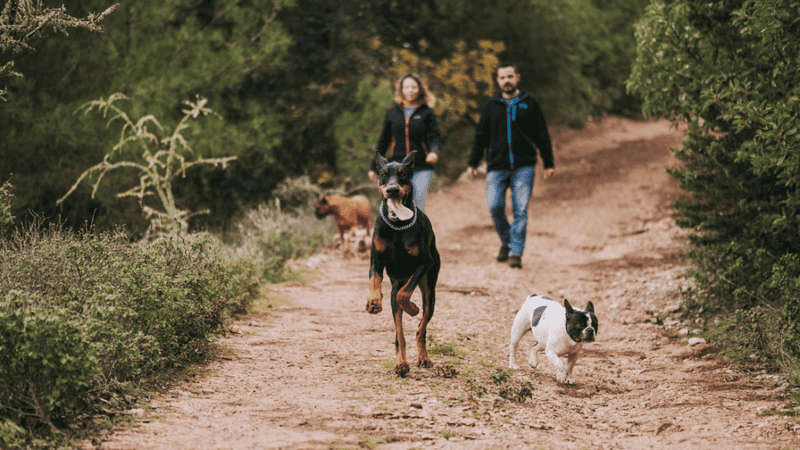 Solution 2: New Walking Routes