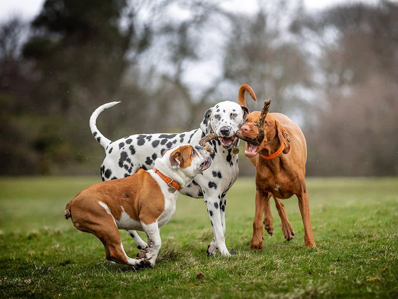 Solution 3: Playdates with Other Dogs