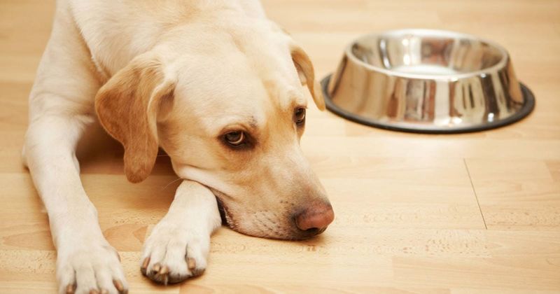 Disinterest in Food