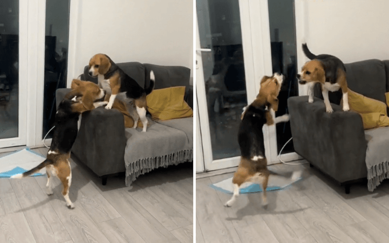 Playful Antics