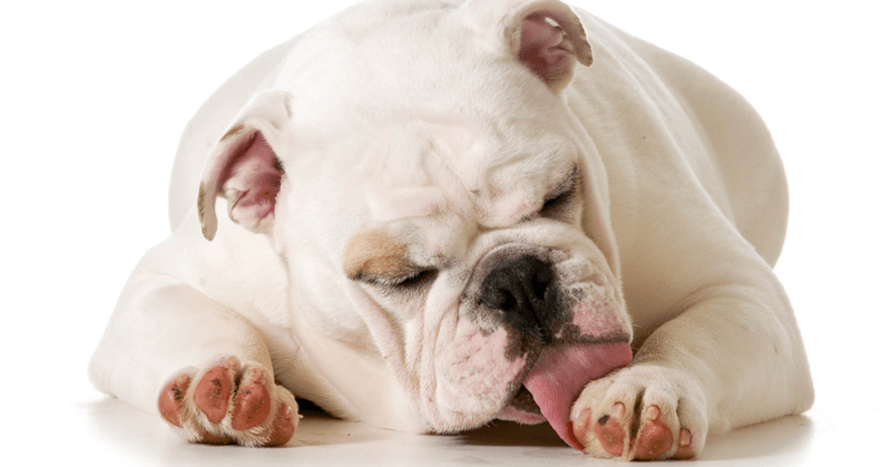 Paw Licking