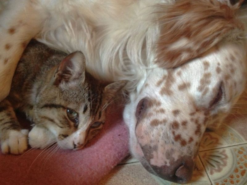 English Setter