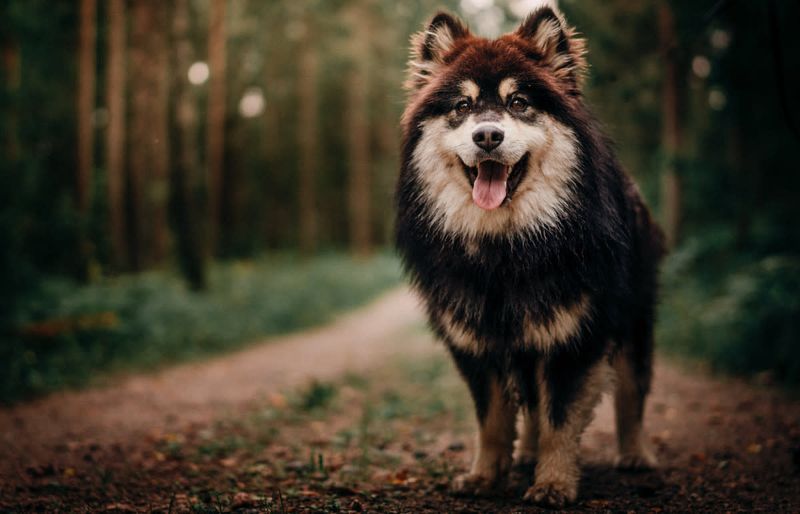Finnish Lapphund