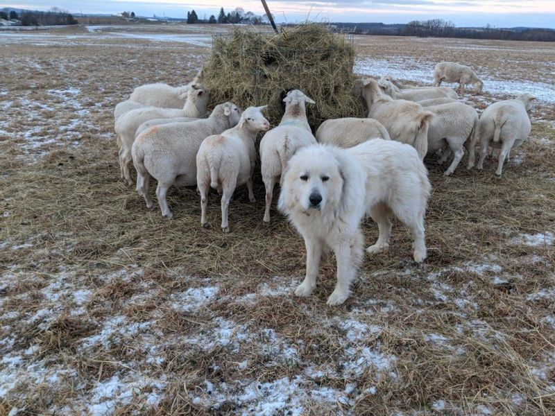 Kuvasz