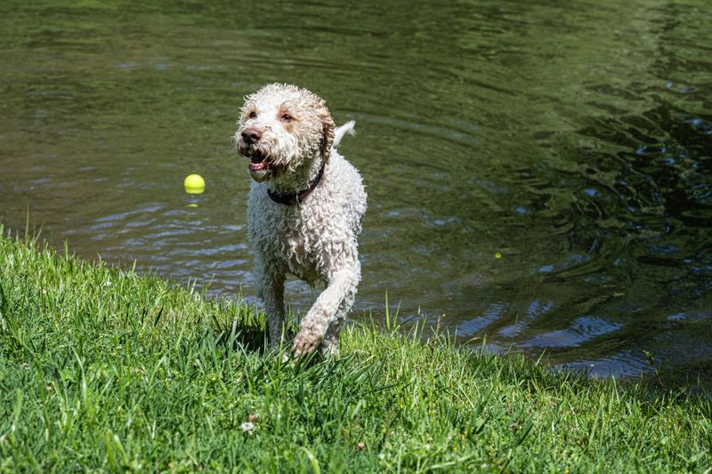 Lagotto Romagnolo