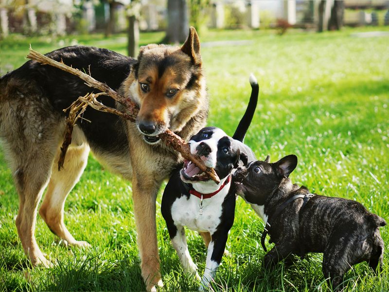 Playtime with Peers