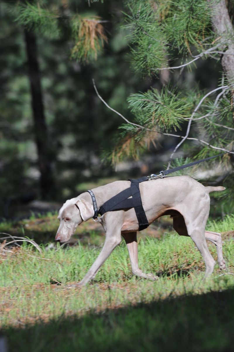Weimaraner