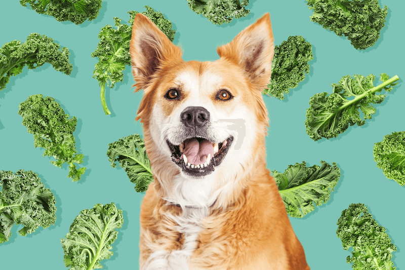 Kale