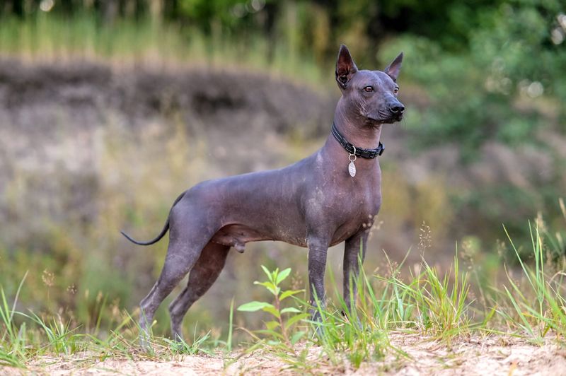 Xoloitzcuintli