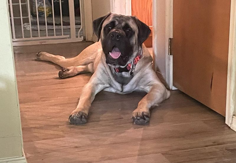 Mastiff
