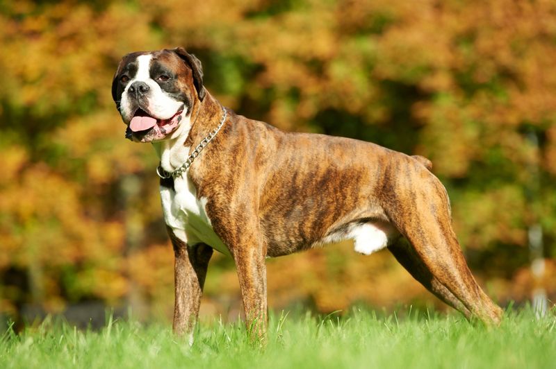 Boxer
