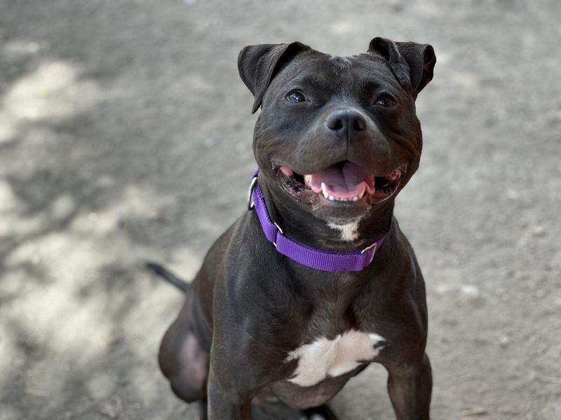Pit Bull