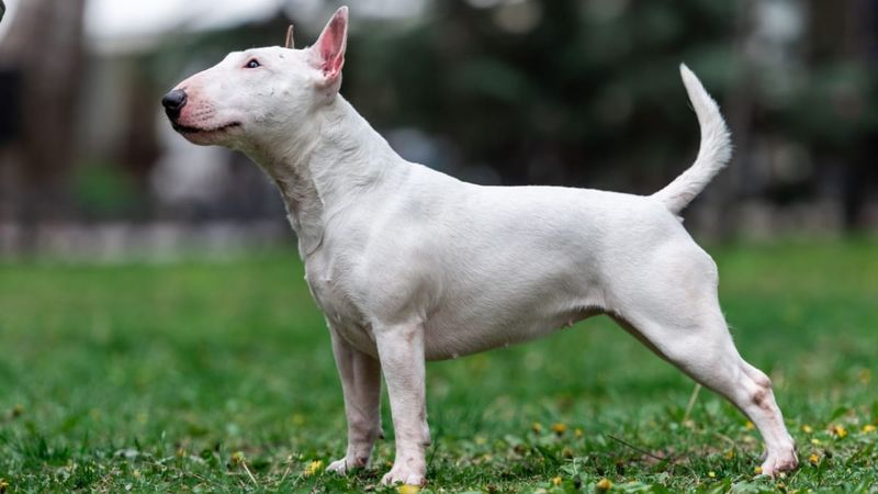 Bull Terrier