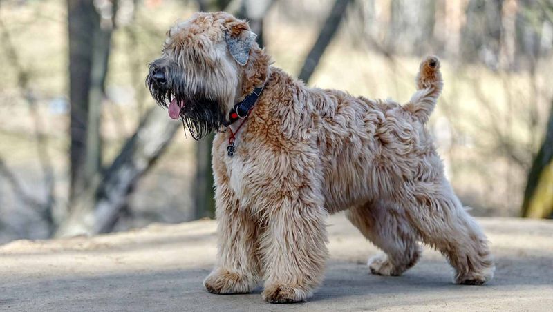 Soft Coated Wheaten Terrier