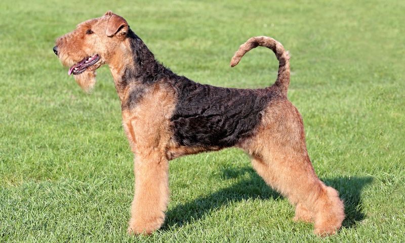 Airedale Terrier