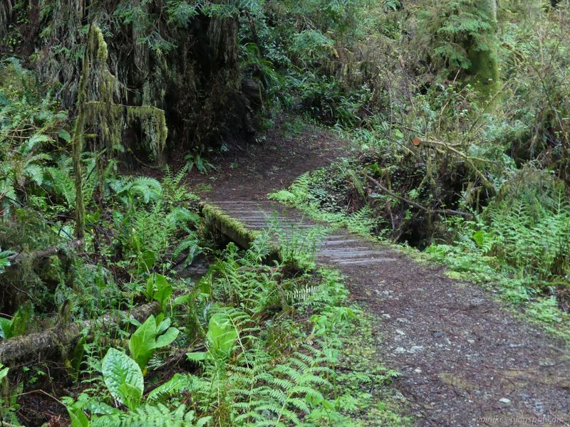 Fern Valley Pathway