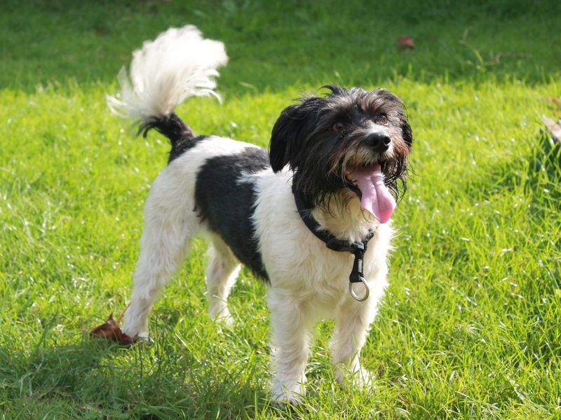 Tail Wagging