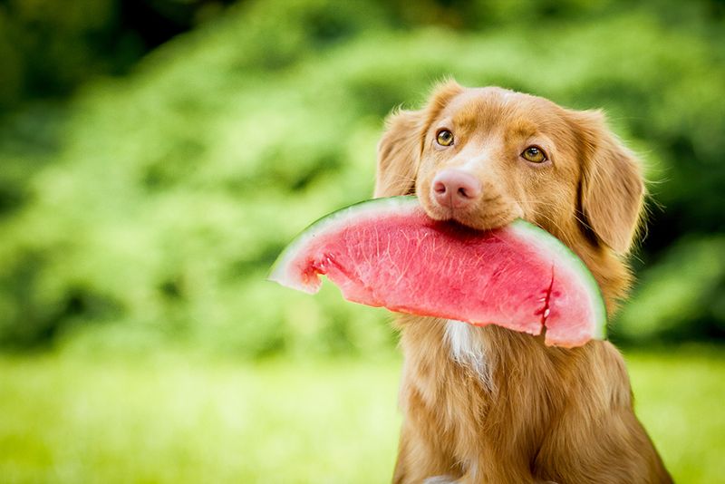 Watermelon