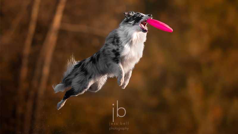 Border Collie