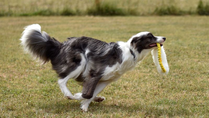 Understand: Fetch