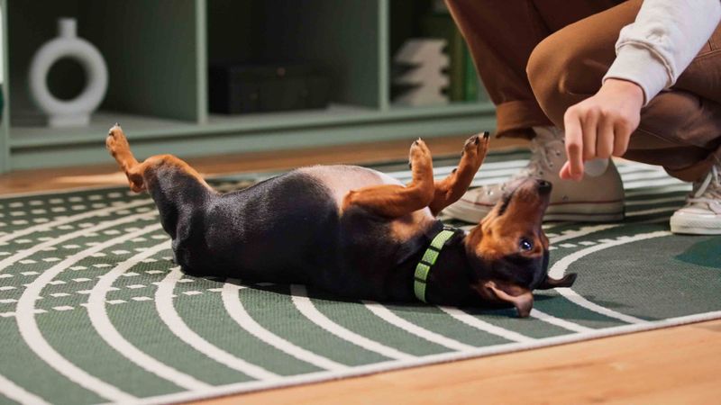 Understand: Roll Over
