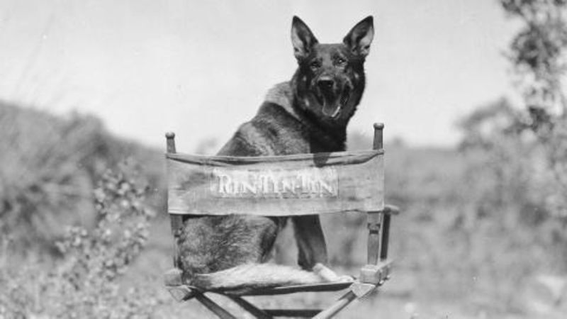 Rin Tin Tin the Film Star