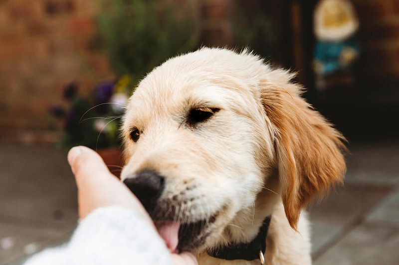 Gentle Licking