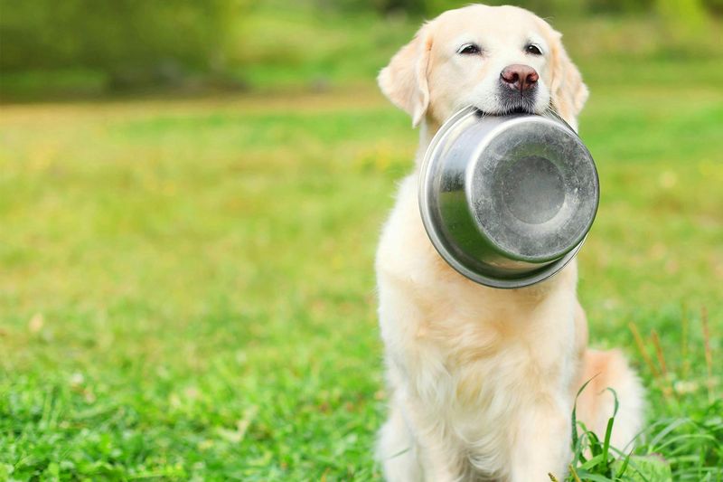 Bringing You Their Food Bowl