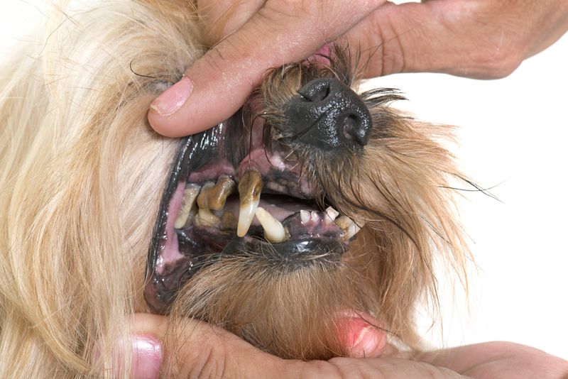 Persistent Bad Breath