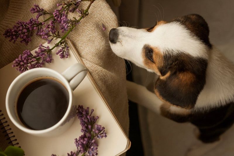 Caffeine