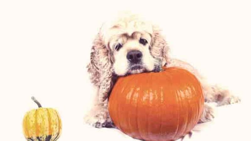 Pumpkin